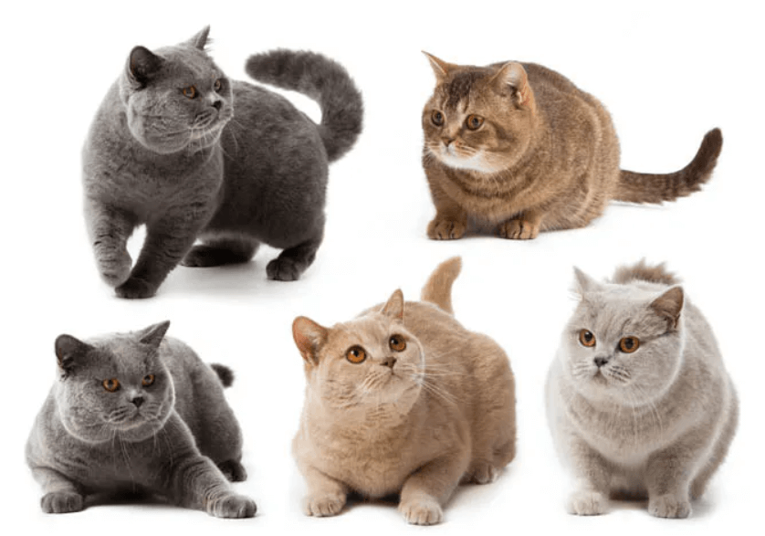 브리티쉬-숏헤어-고양이-무늬별-종류