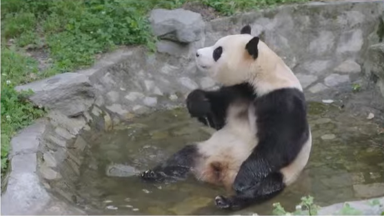 푸바오 근황