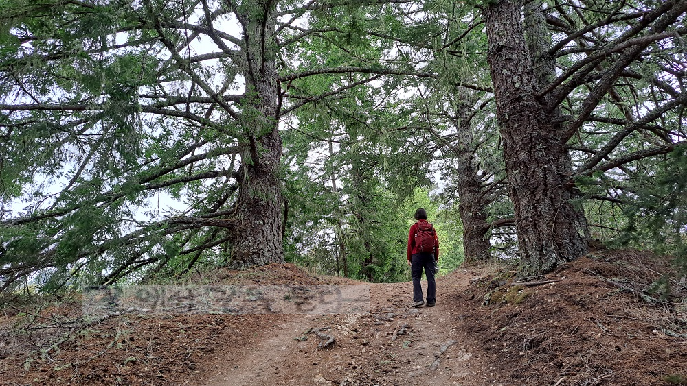 Purisima Creek Redwoods Open Space Preserve