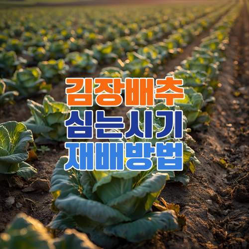 배추 파종시기와 재배법 완벽 정리 – 김장 배추 심는 시기부터 수확까지