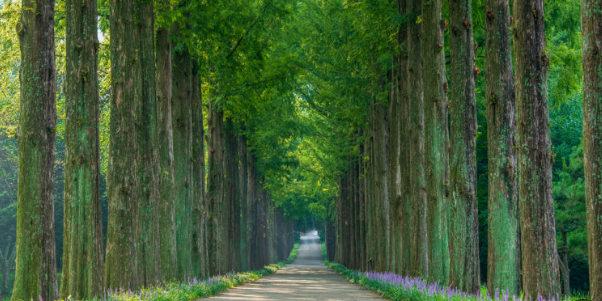 나주 산림자원연구소 메타세콰이어길