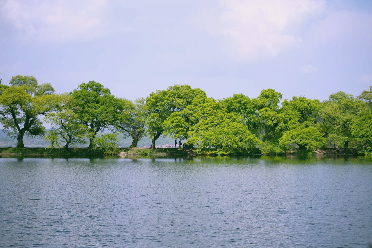 경산 반곡지 풍경