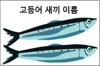 고등어 새끼 이름
