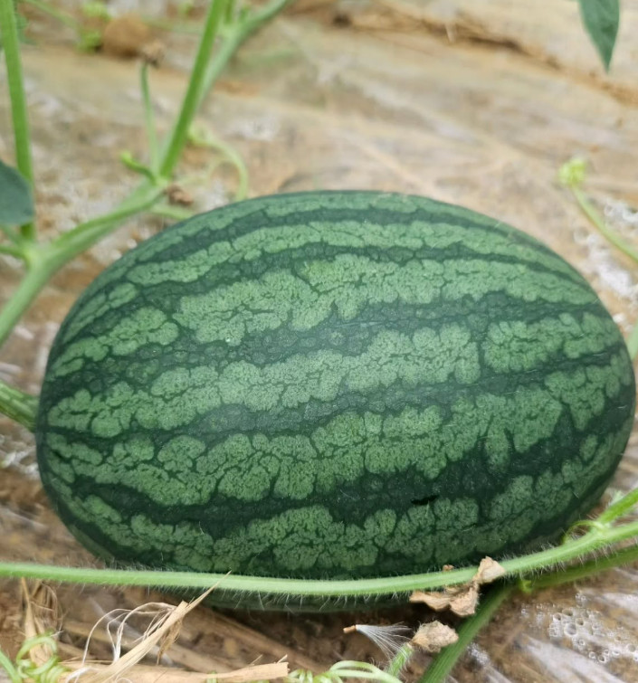 극한직업 고창 수박