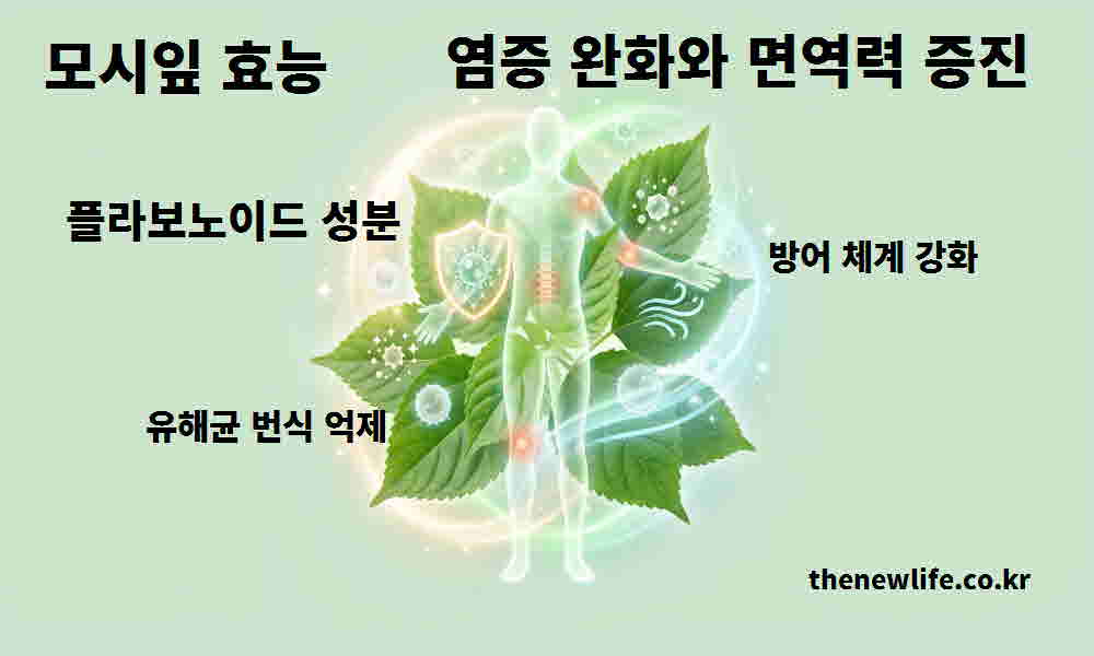 모시잎 효능 염증 완화 면역력 증진