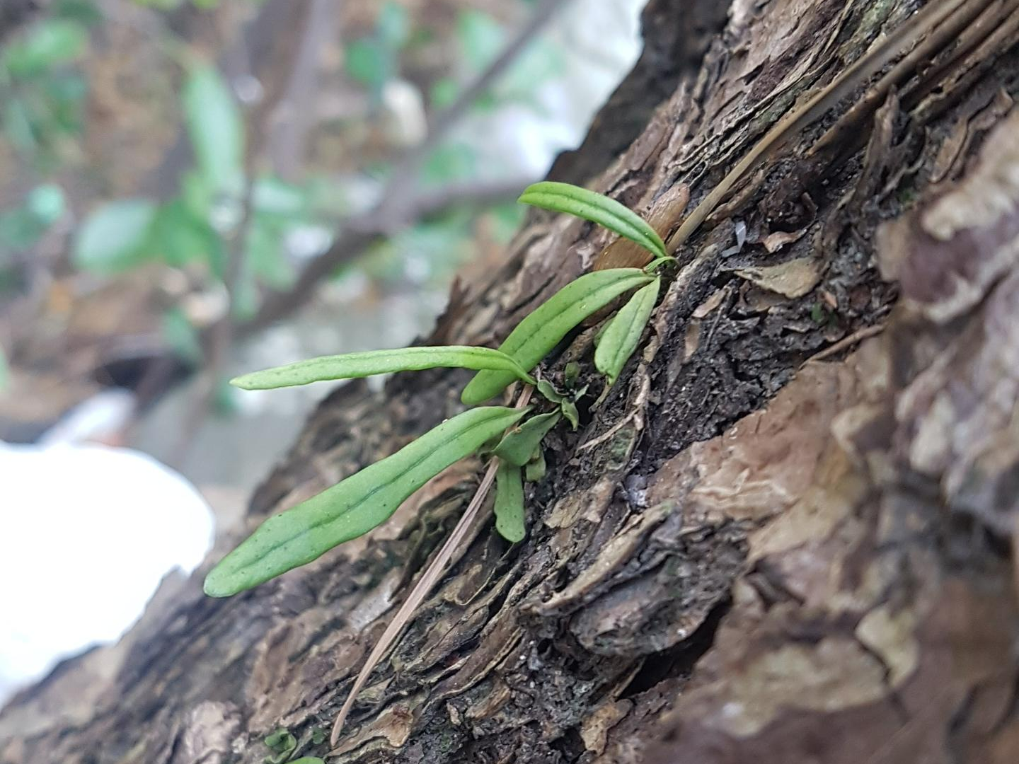 일엽초를 실내 깊숙이 들였던 선택이 실패로 끝난 이유