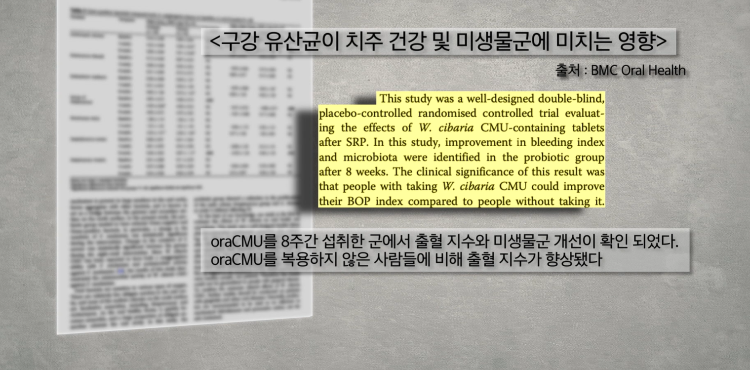 구강유산균 효과