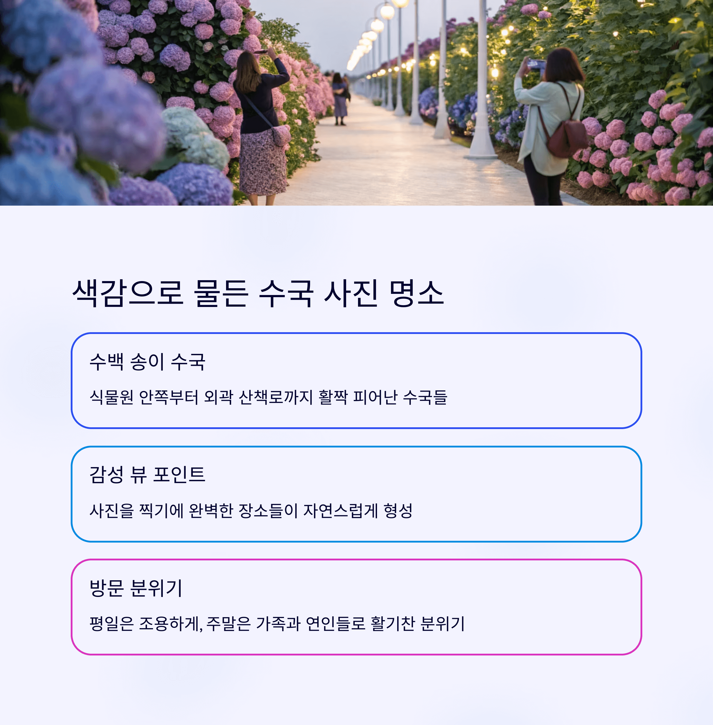 수백 송이의 수국이 펼쳐진 포토존에서 사진 찍는 사람들 모습