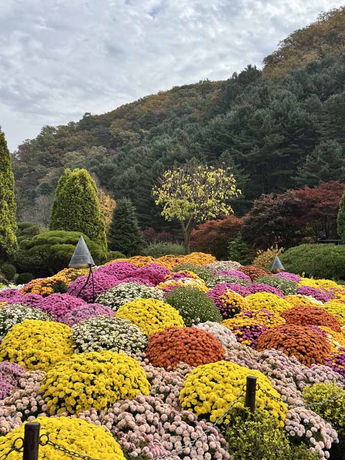 가을빛 가득한 아침고요수목원&amp;#44; 사진으로 담은 정원의 계절