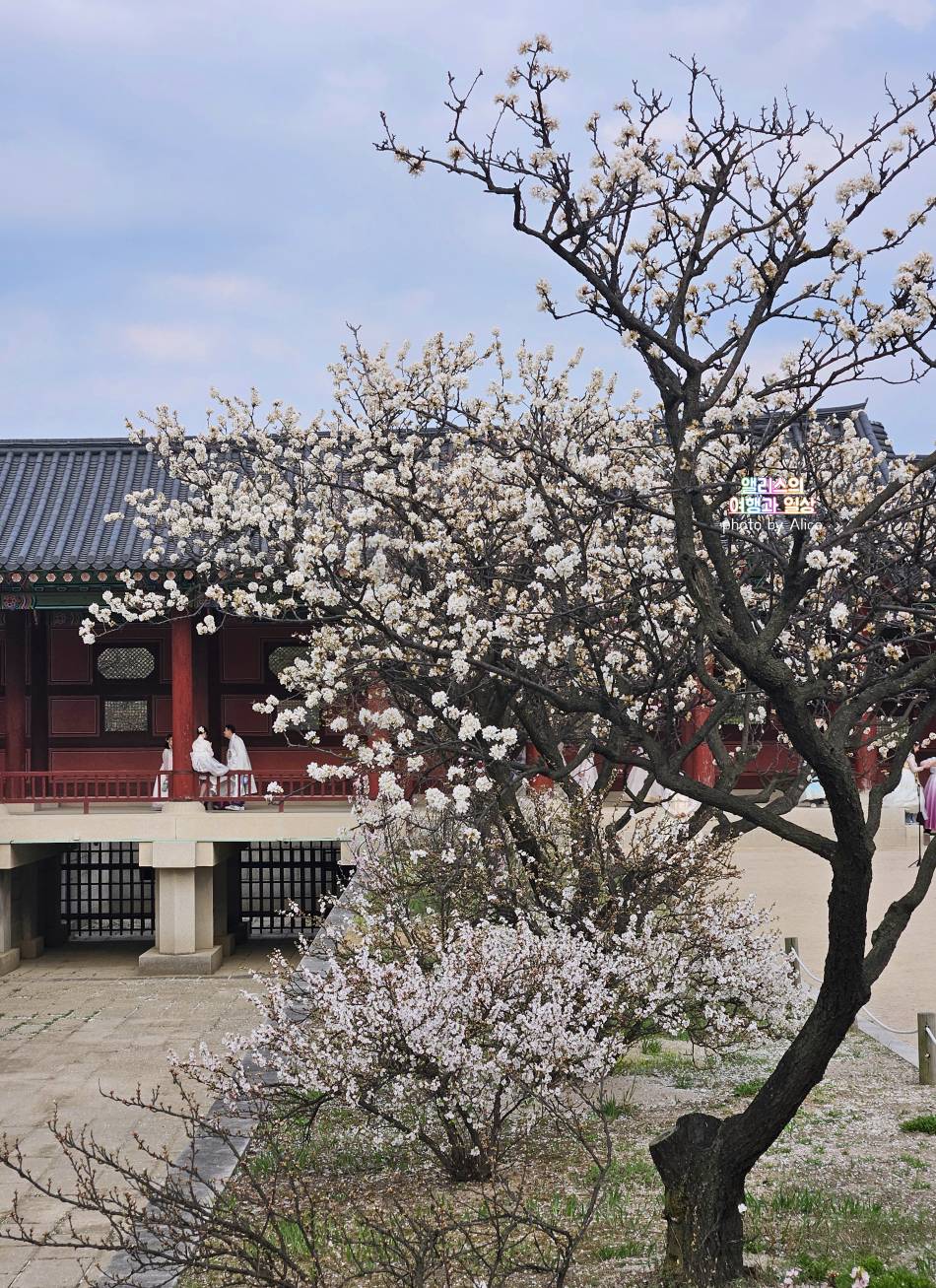 서울 벚꽃 명소 나들이 추천 경복궁, 덕수궁 4월 개화 상황 서울 가볼만한곳