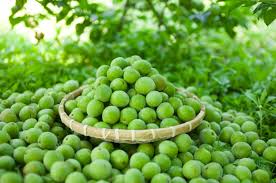 제15회 순성왕매실&amp;당진맥주 축제 기본정보와 프로그램 정리