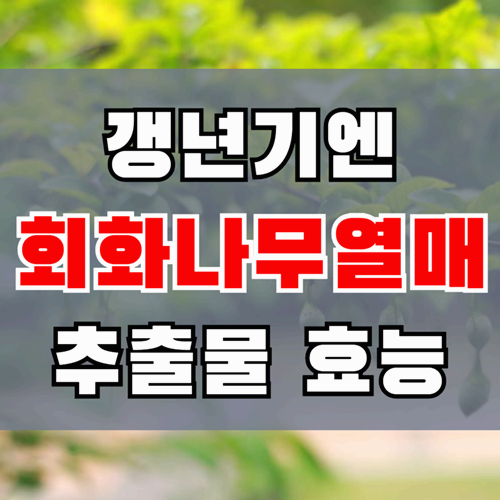 갱년기 완화 회화나무열매 효능