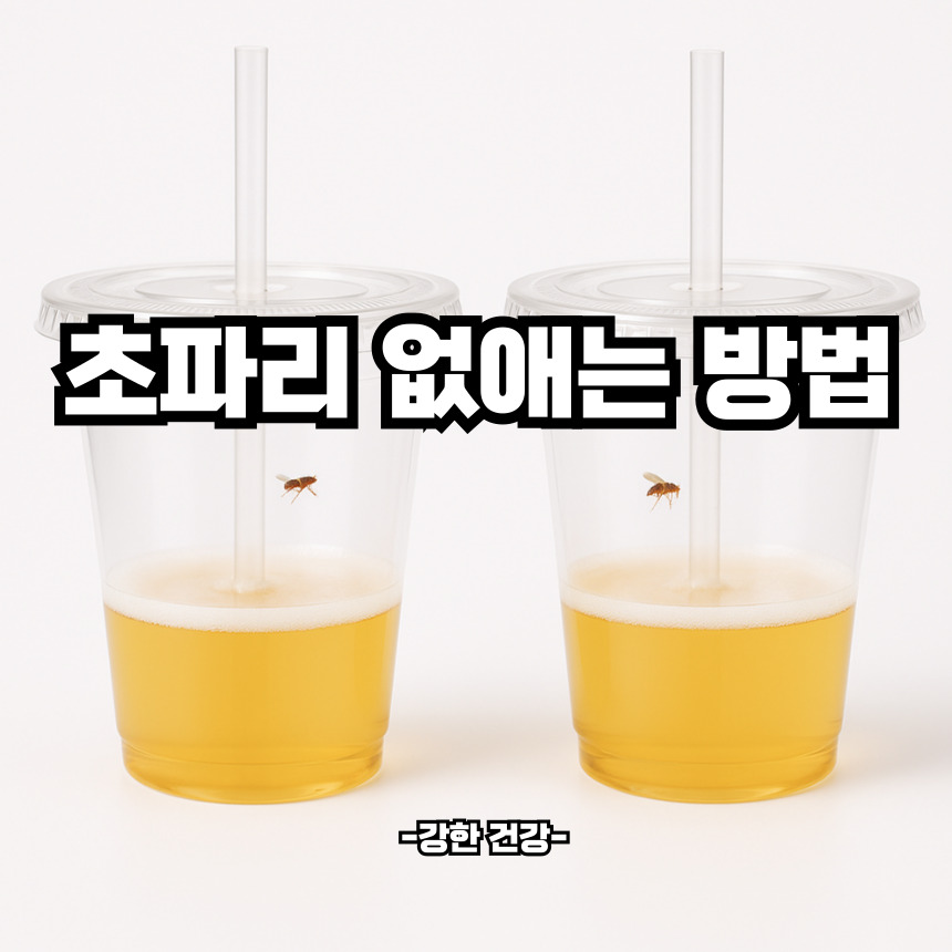 초파리 없애는 방법