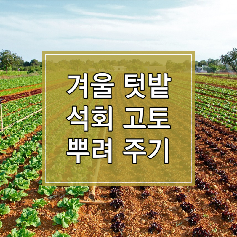 겨울 텃밭 석회고토 뿌려 주기 썸네일