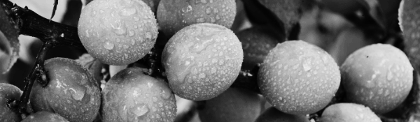 남부지방, 광양 5월 말 ~ 6월 초