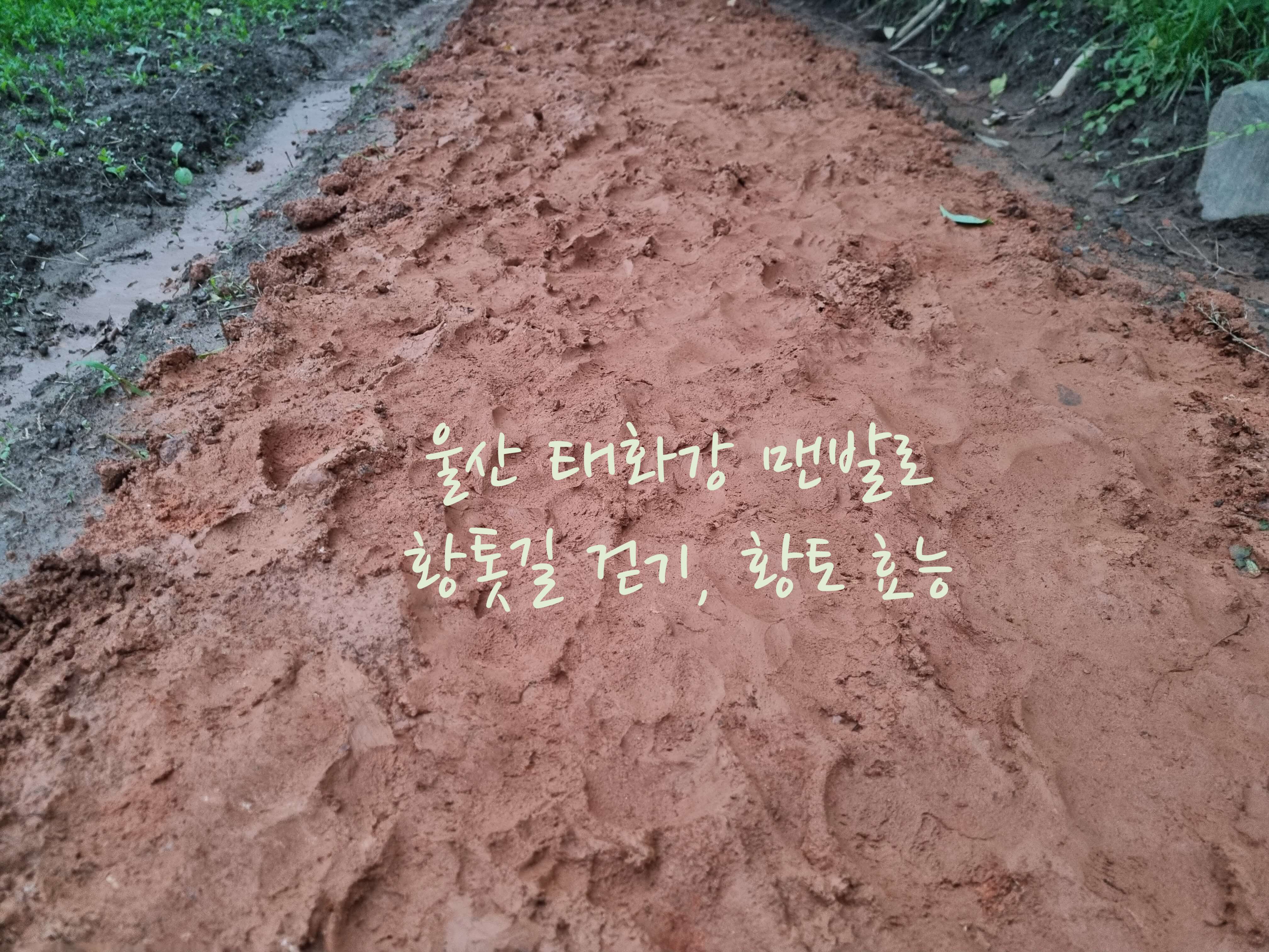 태화강 황톳길