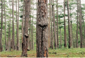 임업 직불금 신청 방법 관련 사진