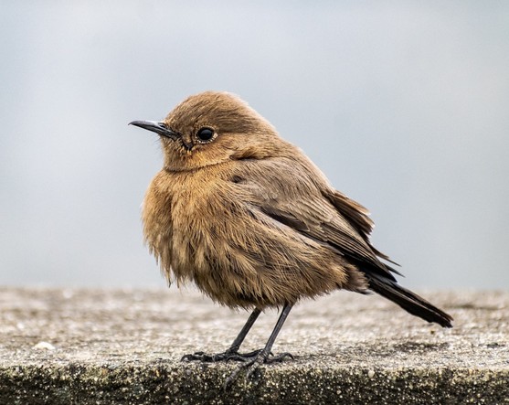 동양하루살이 천적, 새