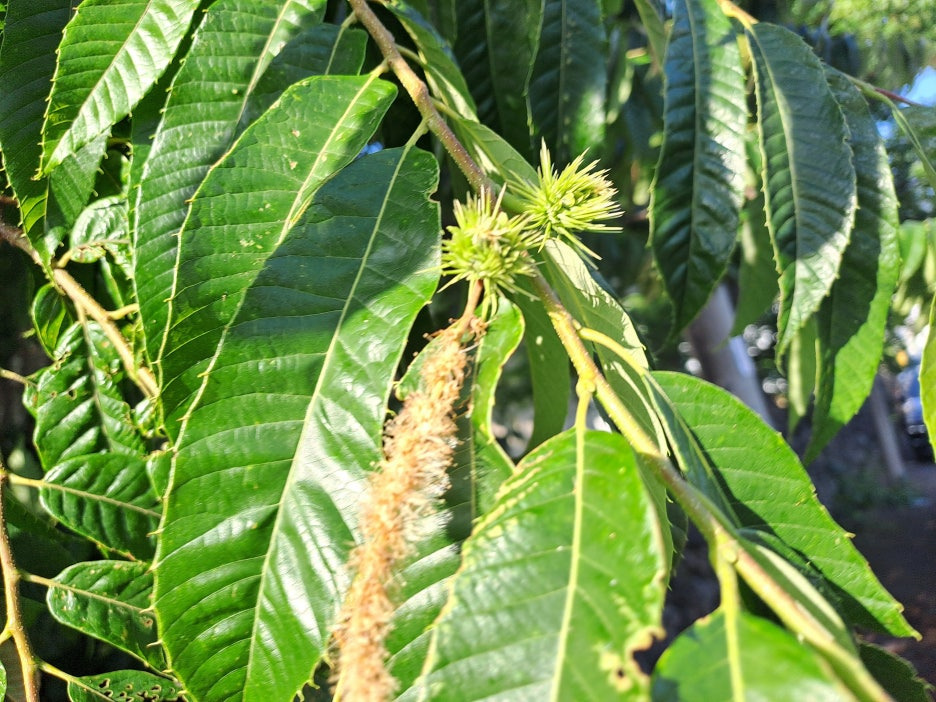 청년미래적금 가입대상 조건, 청년도약계좌와 차이점