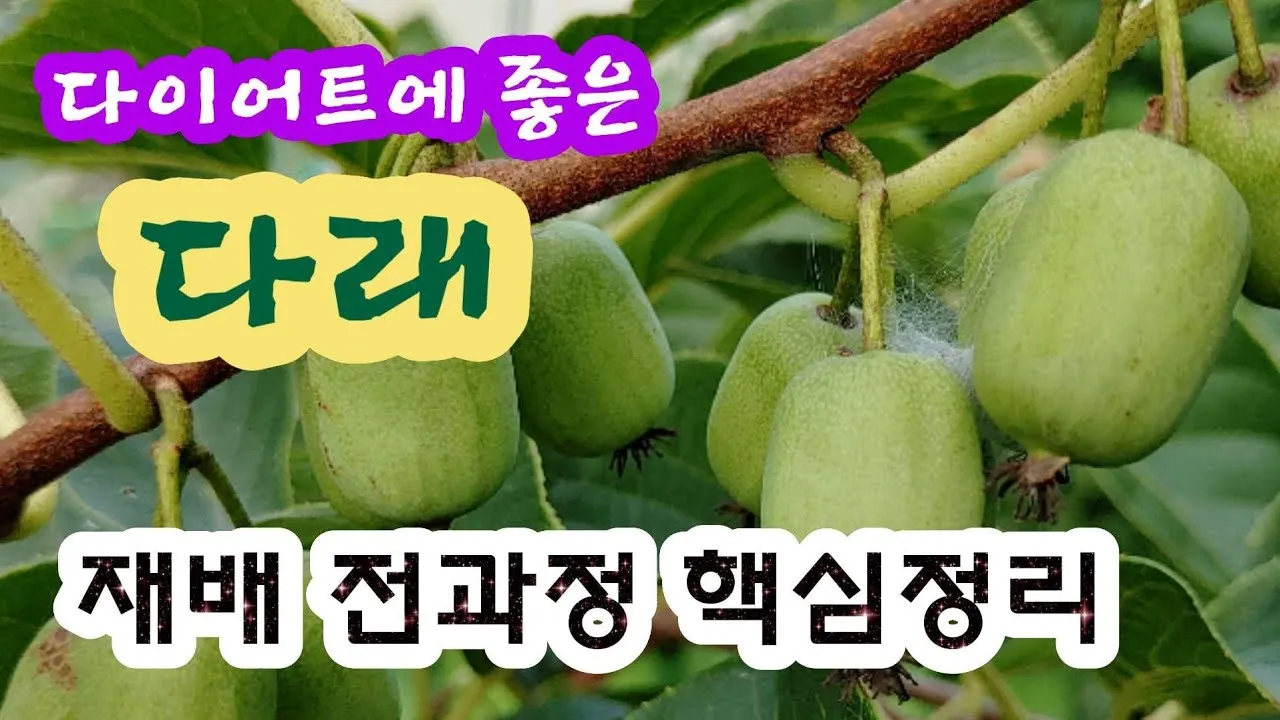 다래 재배 수분수 배치 덩굴 유인 겨울 보호_5