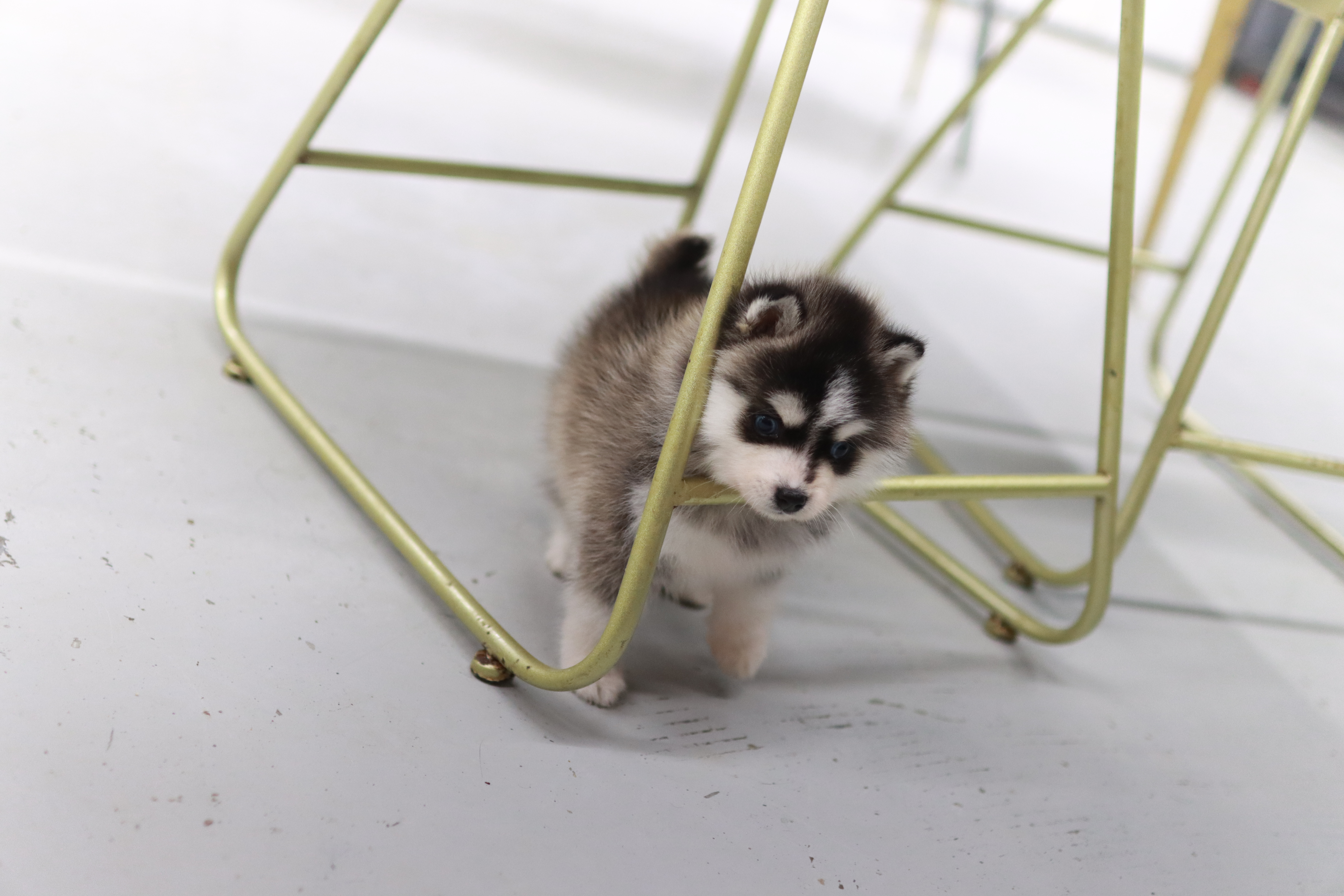 폼스키분양 전문 분양가격