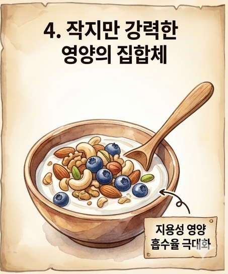 세계 10대 슈퍼푸드 견과류 효능 총정리: 두뇌 건강 지키는 하루 권장량 가이드