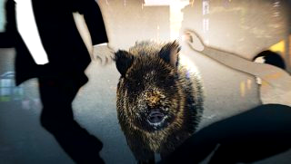 이화여대 멧돼지 출몰 (영상) &amp;#124; 대처 방법 긴급 상황