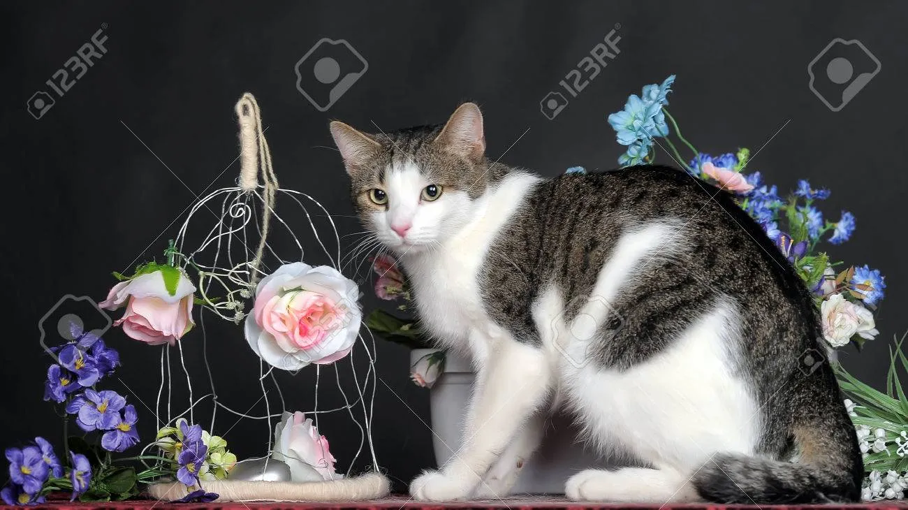 &amp;quot;고양이
