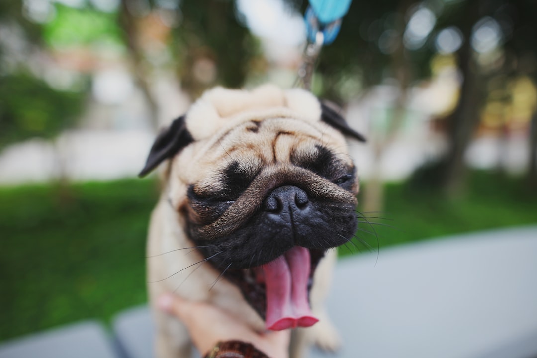 Tongue