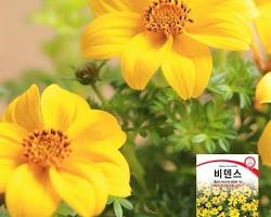 비덴스 이미지 사진