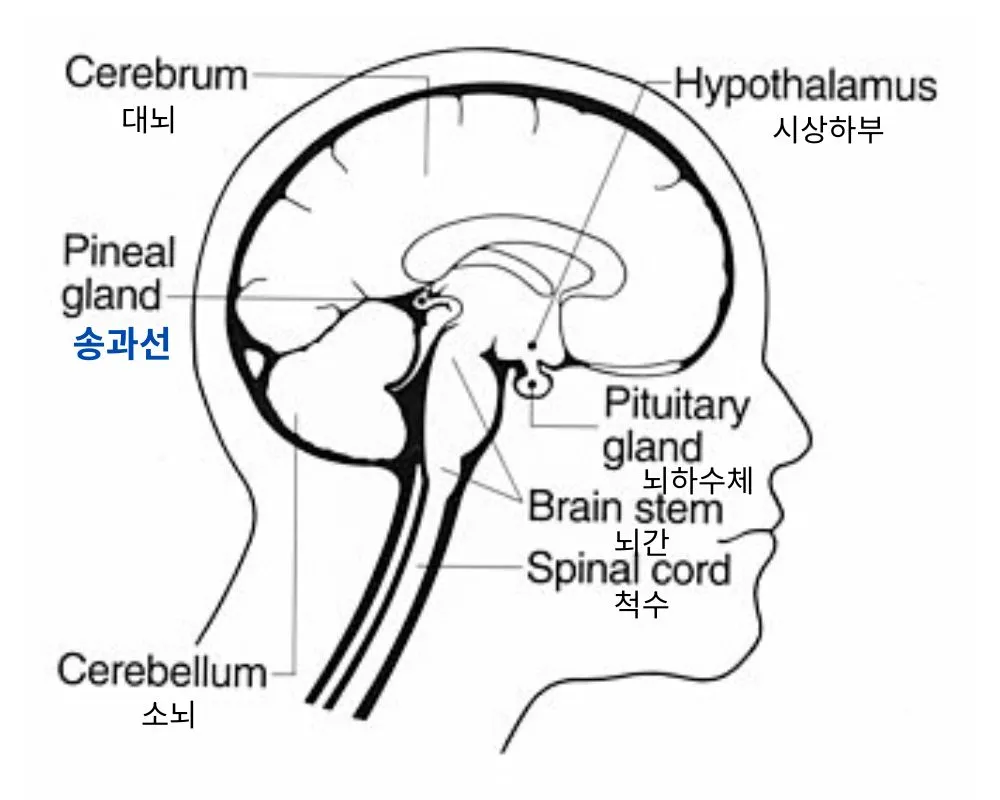 뇌 단면 모식도에서 송과선(pineal gland), 뇌하수체(pituitary gland), 대뇌(cerebrum), 시상하부(hypothalamus), 소뇌(cerebellum), 뇌간(brain stem), 척수(spinal cord) 위치를 표시한 이미지