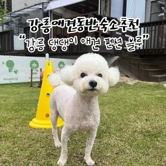 강아지 동반 애견 동반 여행 국내 베스트 10_2