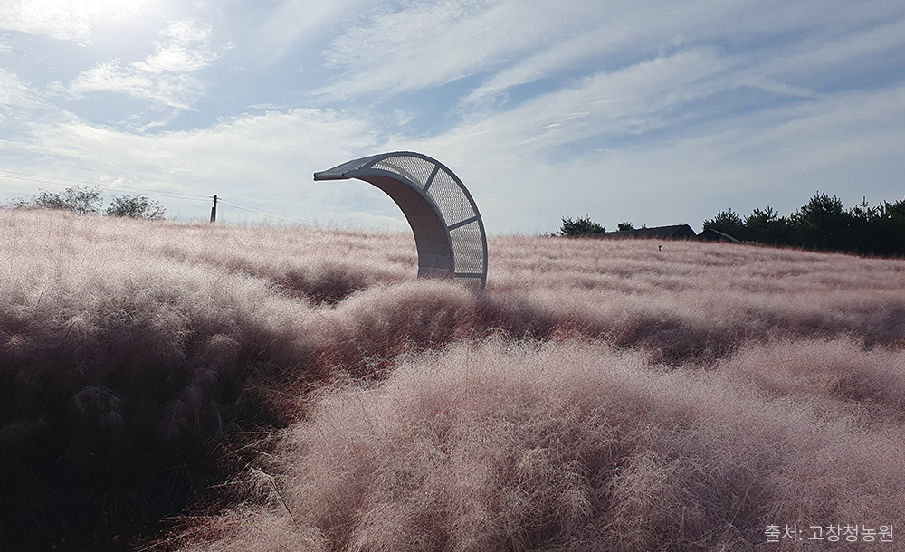 2025 고창 핑크뮬리 축제 🌸 기간·위치·교통·입장료
