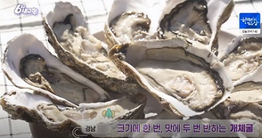 개체굴