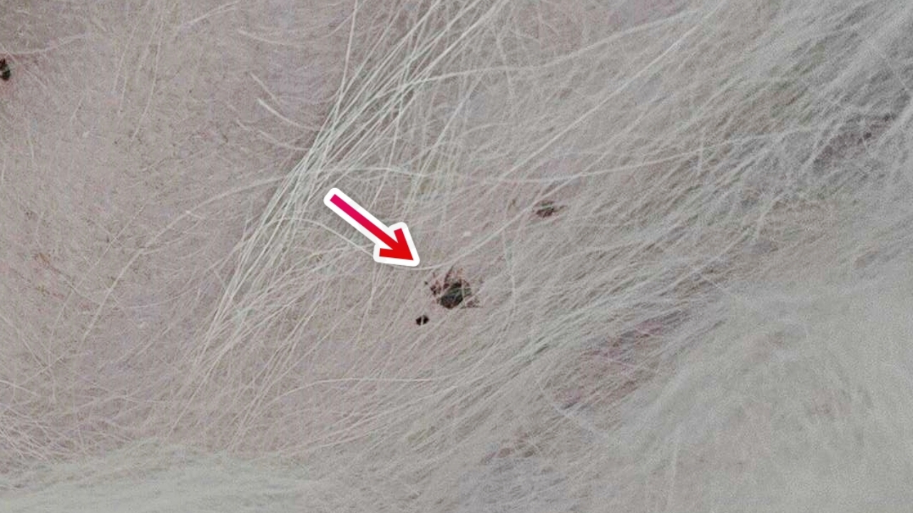 강아지 배에 있는 진드기