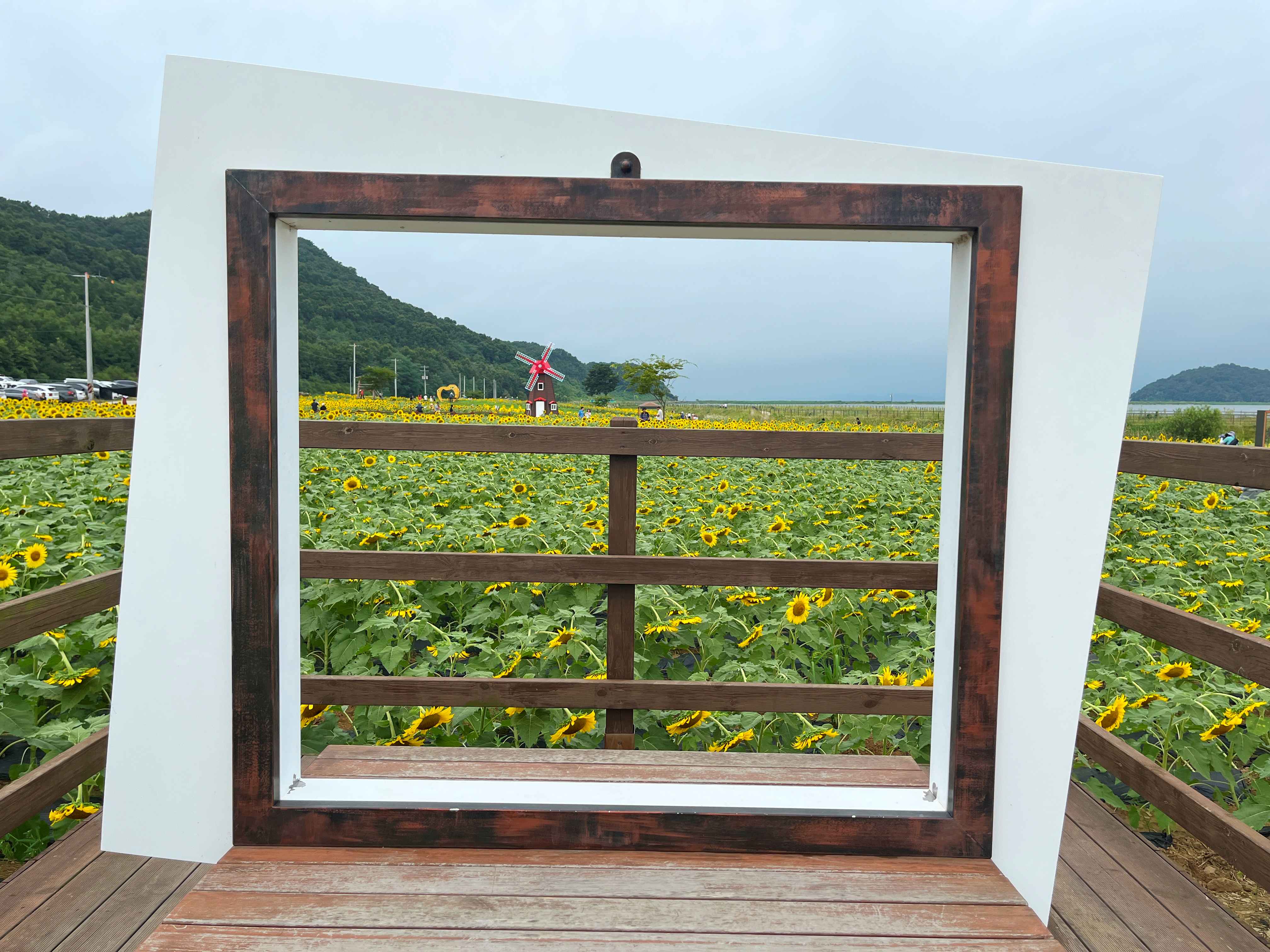강화도 교동 난정 해바라기 정원 축제