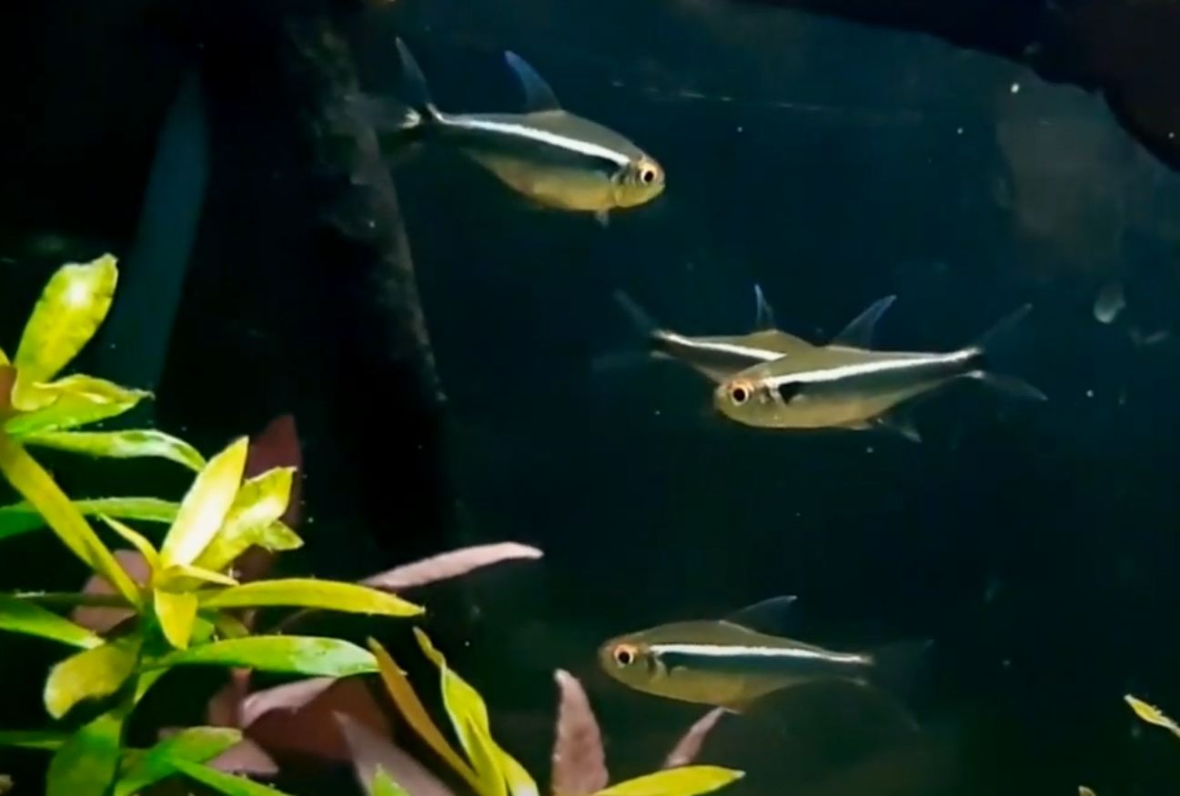 초보에게 추천하는 열대어, 블랙네온 테트라 특징