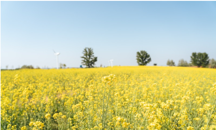 유채꽃 개화시기.유채꽃 명소.2023년안내