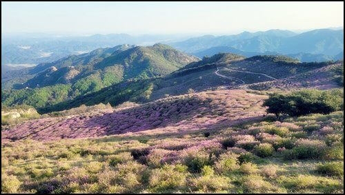 2023년 황매산 철쭉제 풍경