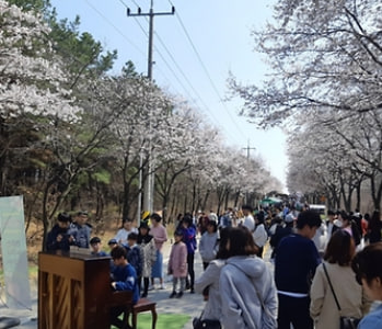 전국 벚꽃 봄꽃 축제 추천 Best 5