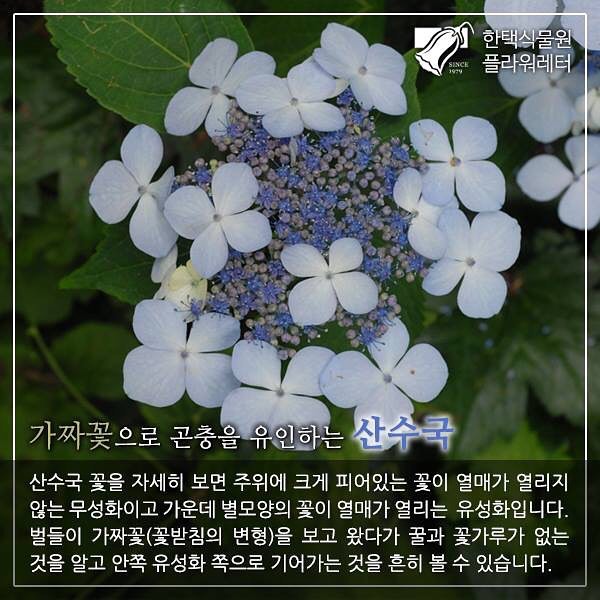 생방송 오늘저녁 희귀 식물의 천국에 핀 여름 꽃 소개 방송