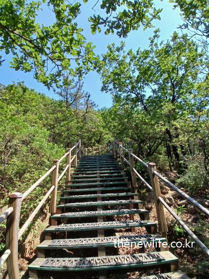 A real photo of wooden stairs ascending through a forest trail under bright sunlight — illustrating the benefits of stair climbing exercise for knee joint health./밝은 햇살 아래 숲길을 따라 올라가는 나무 계단의 실제 사진 — 계단오르기 운동효과에서 무릎 건강에 도움이 되는 장면을 보여줍니다.
