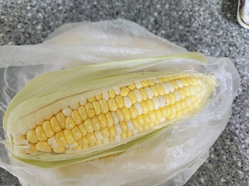 초당옥수수 전자레인지 찌는법 보관법 냉동 초당옥수수 먹는법