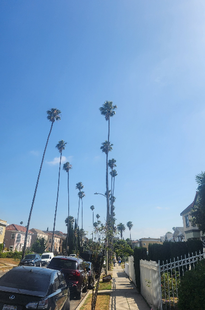 멕시코 팬 팜 (Washingtonia robusta) 이미지