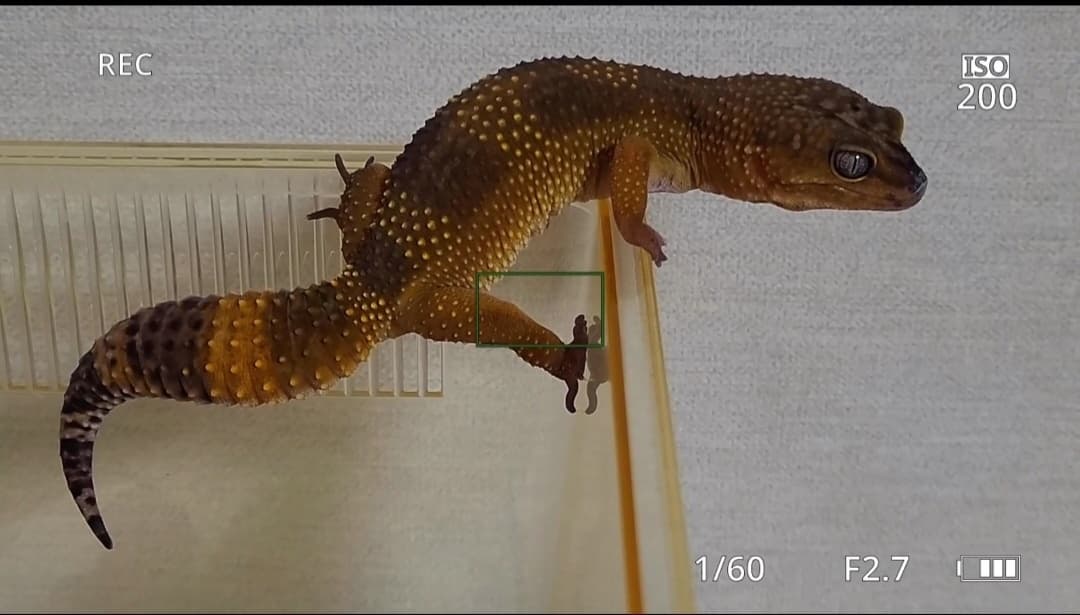 레오파드게코 기르기 전 고려사항: 초보자부터 전문가까지 완벽 가이드