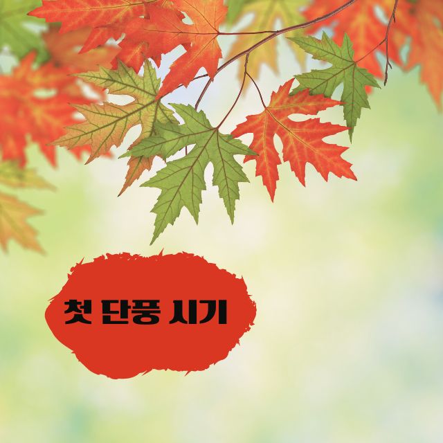 2024 첫 단풍시기