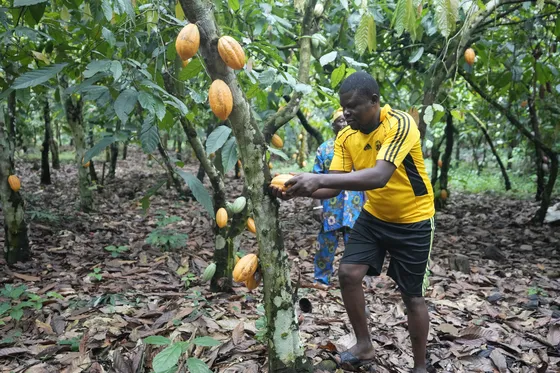 카카오 재배 온습도 관리 차광막 설치 열매 발효_2