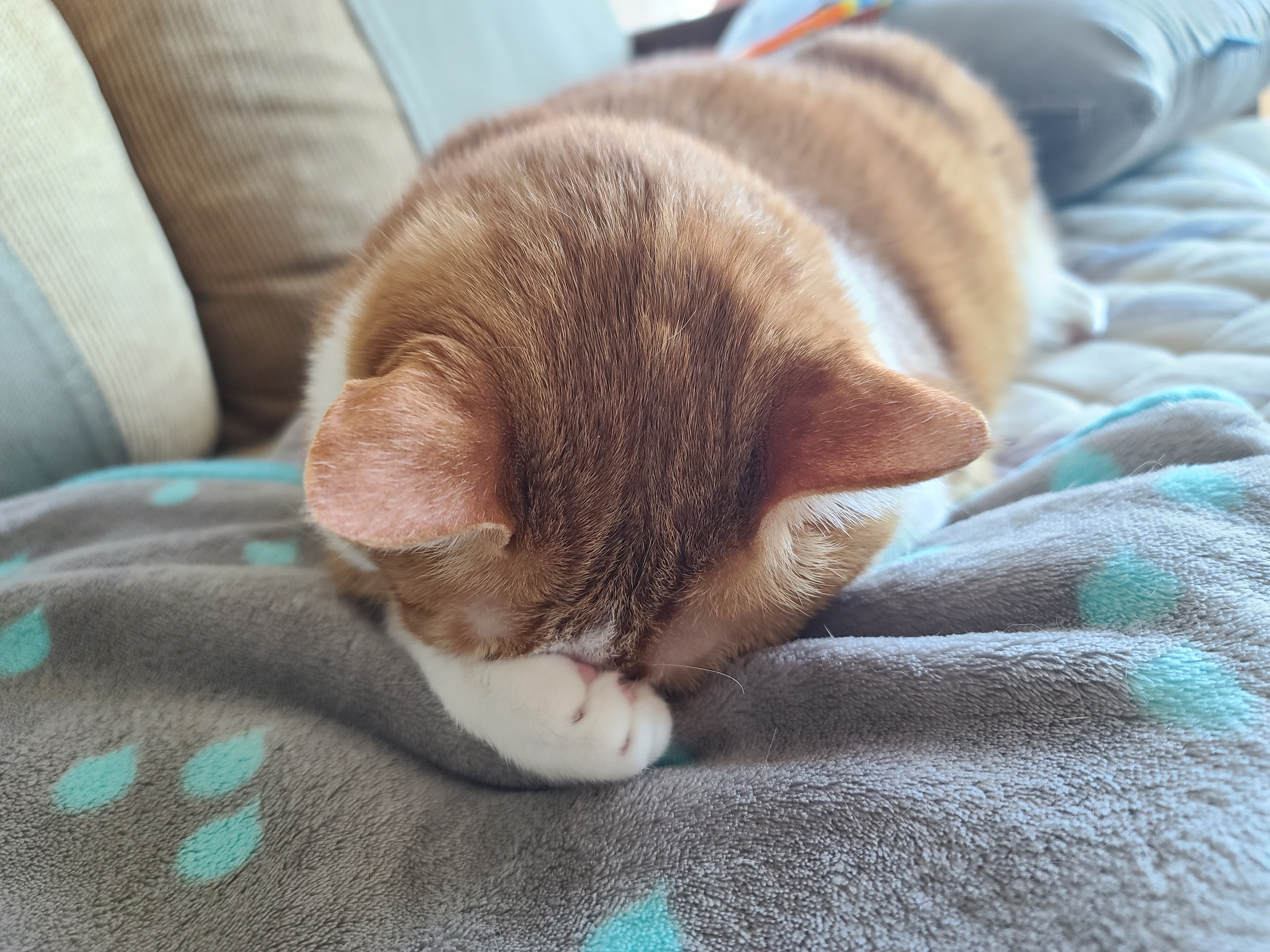 귀여운 치즈냥이 호야의 습격! (feat. 잘때도 다정한 호야랑 건)