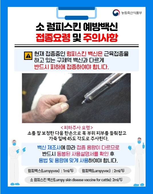 농림축산식품부에서-발표한-소-럼피스킨예방백신-접종방법-피하주사사진