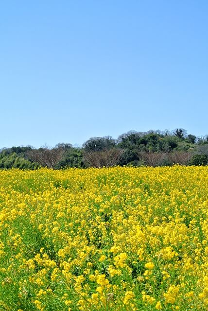 AUTOSAR와 컨트롤러 별 차별점